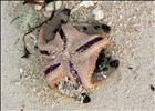 Mangled Starfish, Alona Beach, Panglao Island